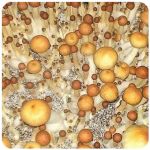Псилоцибиновые (галлюциногенные)  грибы Psilocybin "Golden Teacher" в Обнинске